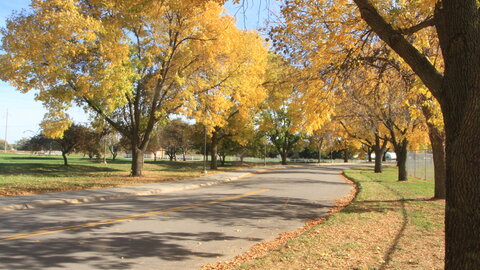 Green ash trees turn a brilliant yellow during the fall. 