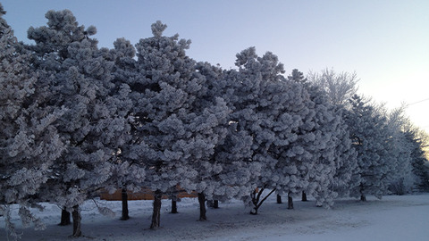 Frost collects on mid-aged ponderosa pine windbreak