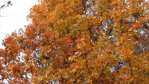 Black Oak trees