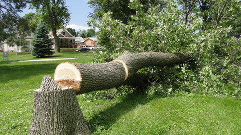 This is the first known tree in Nebraska to become infested with the emerald ash borer. 