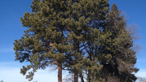 Tree near house