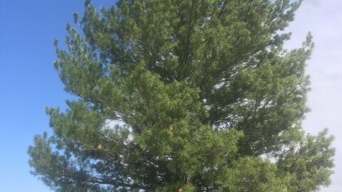 Limber pine in Kimball County