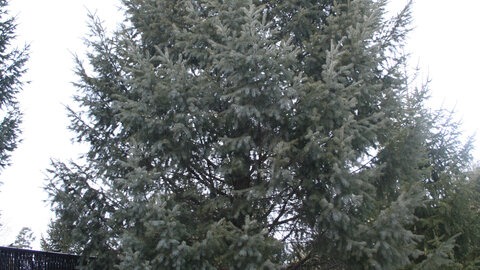 Photograph of a douglas fir tree. 