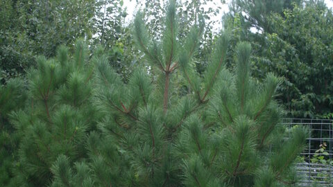 Red Pine nursery