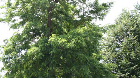 Black Locust