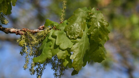 English oak leaves