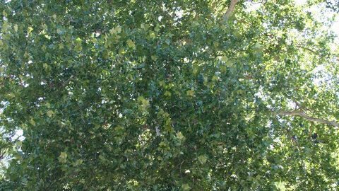 American sycamore at Ralph Steyer Park