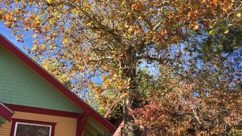 American sycamore in Scottsbluff