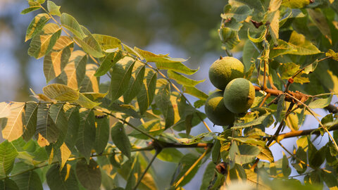 Three black walnuts hanging from the tree's limb.