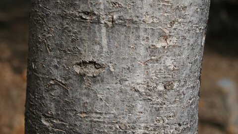 Red Maple bark