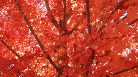 Red Maple 