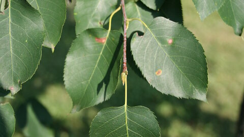 closeup of leaf