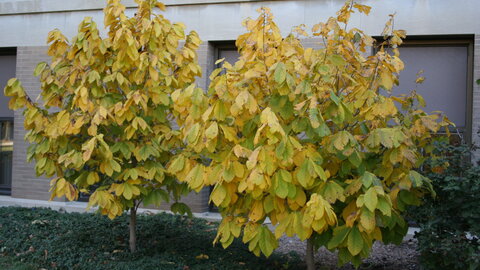 Pawpaws next to building