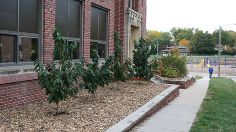 Pawpaws in a school's landscaping. 