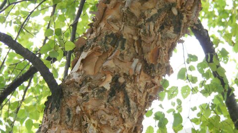 closeup of bark