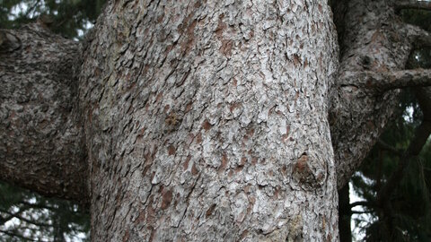 Close up of Concolor (white) Fir bark