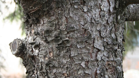 close up of bark 