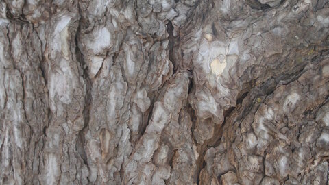 Close up of bark 
