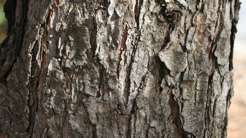 bark