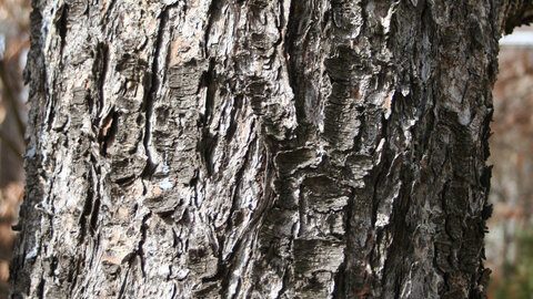 bark closeup