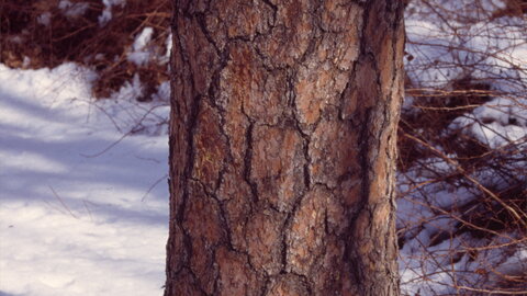 Closeup of bark 