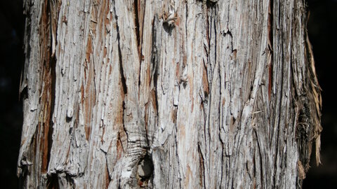 closeup of bark