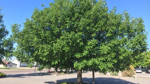 Bur oak in a city right of way. 