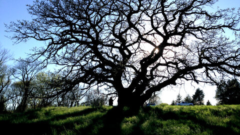 Bur oak at a cemetery. 