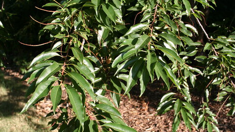 Closeup of leaves