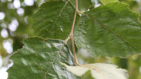 closeup of leaves