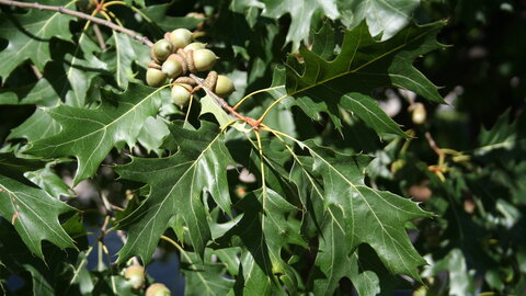 Closeup photograph of the red oak's acorns. 