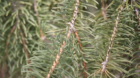 Close up needles 