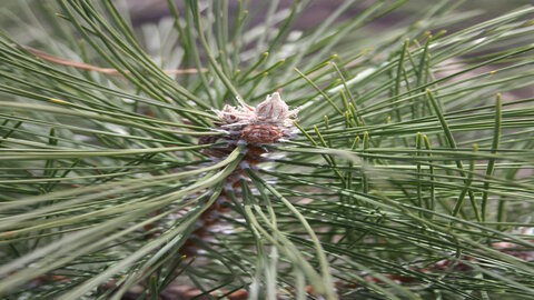 Close-up of needles 