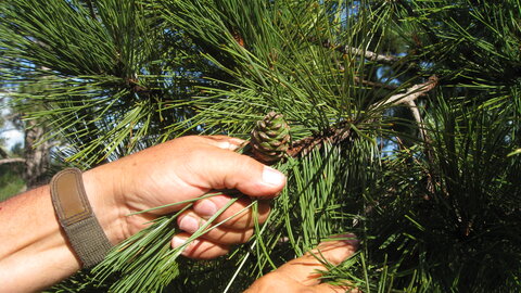 Closeup of pine needles 