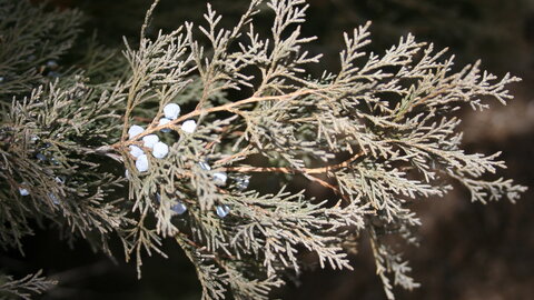 Closeup of the juniper's fruit. 