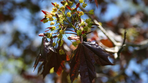 Norway Maple flowering