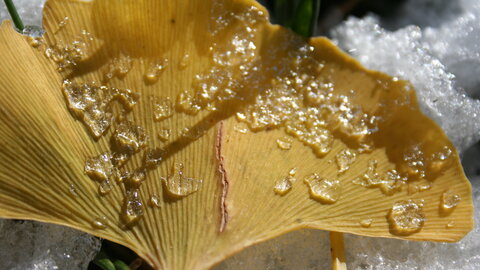 Ginko leaves