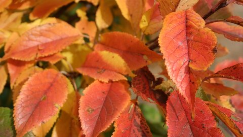 American plum leaves