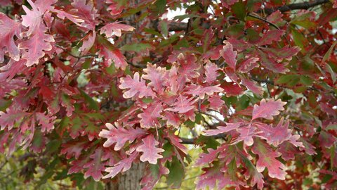 White oak leaves