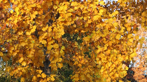 Tulip Tree in fall