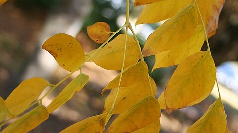 Kentucky Coffeetree has nice golden leaves in the fall. 