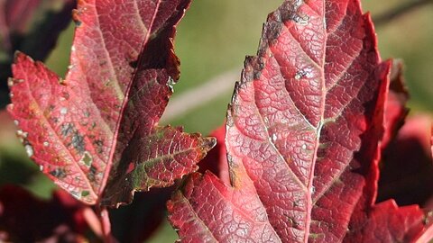 Amur maple's red leaves. 