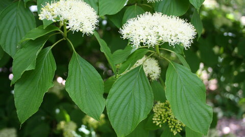 Dogwood flower