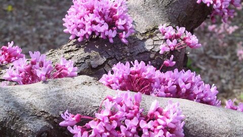 redbud flowers