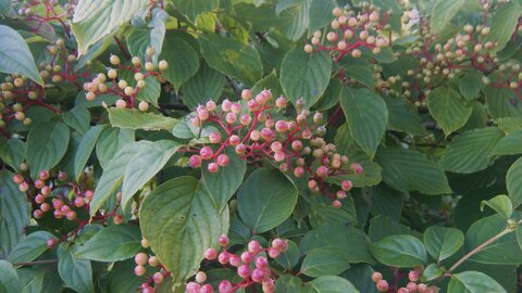 Dogwood leaves