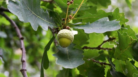 English oak seeds