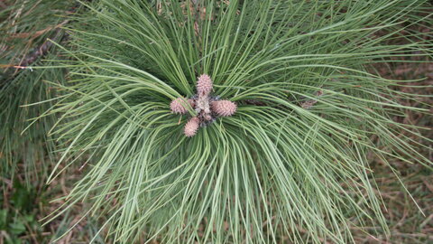 Pinus Ponderosa