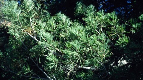 Limber Pine closeup.