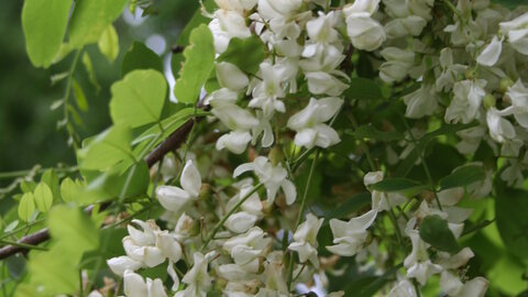 Black Locust flowering