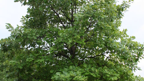 Black Oak trees